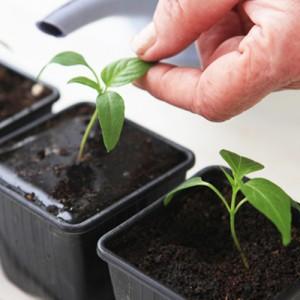 Unusual fruit with the original name: red banana tomato - what is it good for and how to grow it yourself
