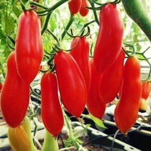 Unusual fruit with the original name: red banana tomato - what is it good for and how to grow it yourself