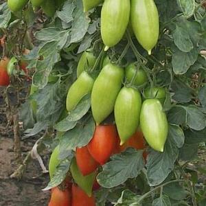 Unusual fruit with the original name: red banana tomato - what is it good for and how to grow it yourself