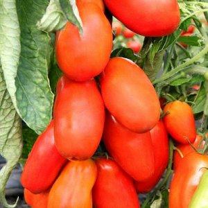 Unusual fruit with the original name: tomato Banana red - what is it good for and how to grow it yourself