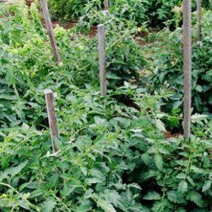 Ways to tie tomatoes in the open field: how to do it right and is it necessary at all