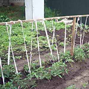 Ways to tie tomatoes in the open field: how to do it right and is it necessary at all