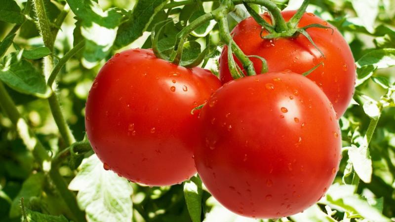 Ways to tie tomatoes in the open field: how to do it right and is it necessary at all