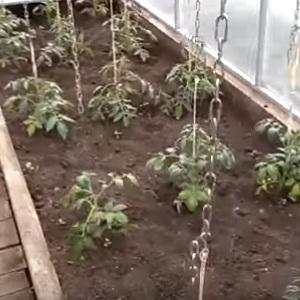 Ways to tie tomatoes in the open field: how to do it right and is it necessary at all