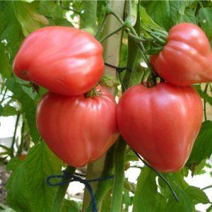 A large, prolific salad variety of Abakan pink tomatoes: getting to know each other closer and trying to grow