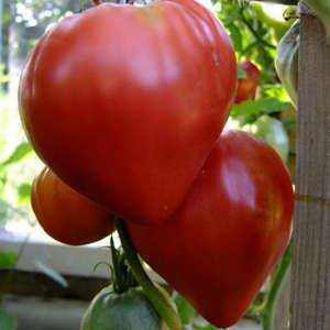 A large, prolific salad variety of Abakan pink tomatoes: getting to know each other closer and trying to grow
