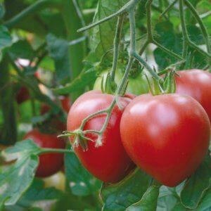 A large, prolific salad variety of Abakan pink tomatoes: getting to know each other closer and trying to grow