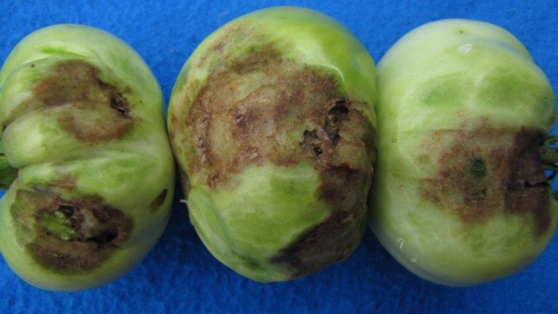 Why light spots appear on tomato leaves: determine the cause and save our harvest