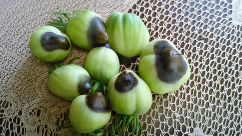 Why light spots appear on tomato leaves: determine the cause and save our harvest