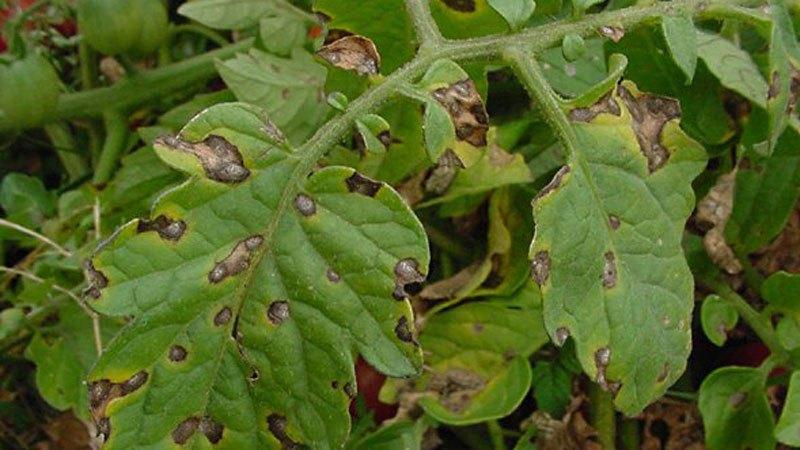 Why light spots appear on tomato leaves: determine the cause and save our harvest