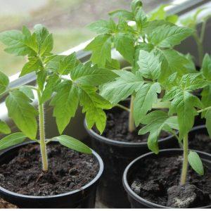 Record content of nutrients, bright appearance and rich taste - the Golden Heart tomato