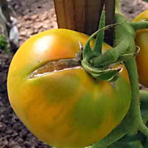 Record content of nutrients, bright appearance and rich taste - the Golden Heart tomato