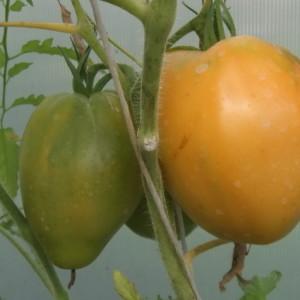 Record content of nutrients, bright appearance and rich taste - the Golden Heart tomato