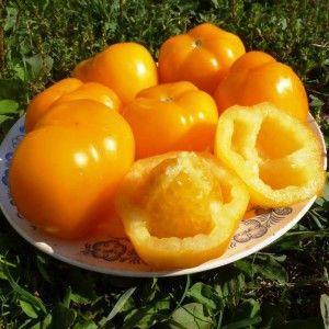 Record content of nutrients, bright appearance and rich taste - the Golden Heart tomato