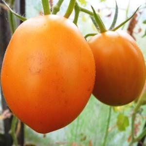Guest in the garden named after the star: Canopus tomato