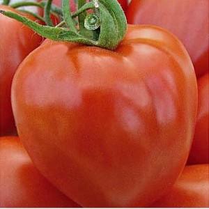 Guest in the garden, named after the star: the Canopus tomato