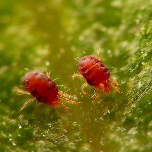 What is Kostroma tomato good for and why summer residents love it so much