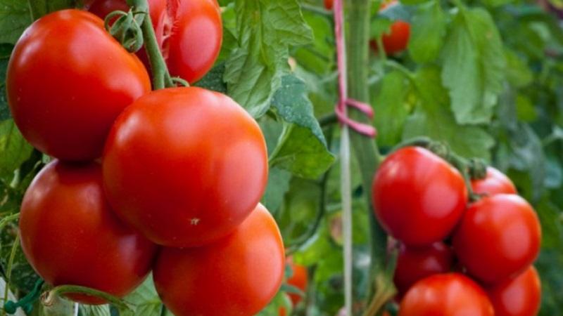 What is Kostroma tomato good and why summer residents love it so much