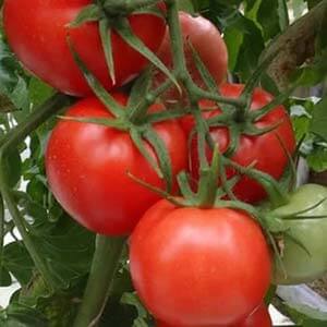 What is Kostroma tomato good for and why summer residents love it so much