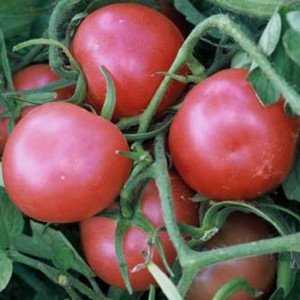 What is Kostroma tomato good for and why summer residents love it so much