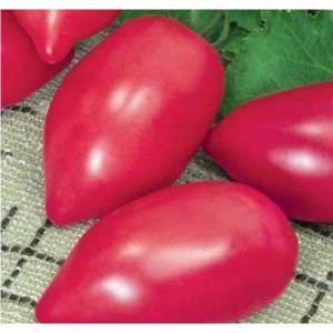 Capricious to care for, but beloved by summer residents tomato Pink Flamingo: characteristics and description of the variety