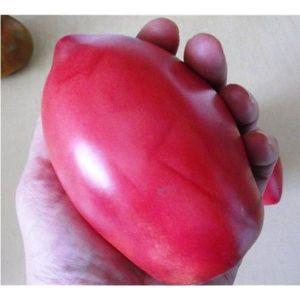 Capricious to care for, but beloved by summer residents tomato Pink Flamingo: characteristics and description of the variety