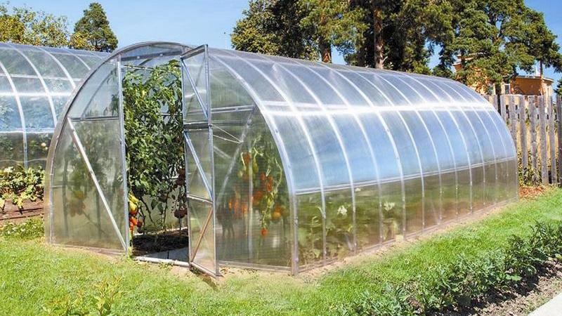 We grow a record crop of tomatoes in a polycarbonate greenhouse: planting and care, advice from agronomists