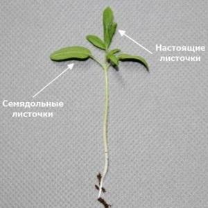 We grow a record crop of tomatoes in a polycarbonate greenhouse: planting and care, advice from agronomists