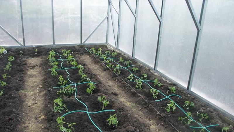 We grow a record crop of tomatoes in a polycarbonate greenhouse: planting and care, advice from agronomists