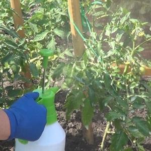 We grow a record crop of tomatoes in a polycarbonate greenhouse: planting and care, advice from agronomists