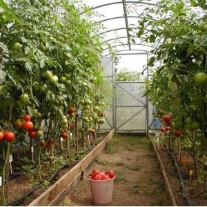 We grow a record crop of tomatoes in a polycarbonate greenhouse: planting and care, advice from agronomists