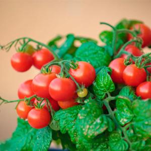 Bright and tasty decoration of the beds - tomato Cranberry in sugar