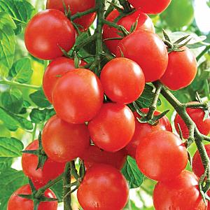 Miniature bushes with tomato crumbs - garden decoration: tomato Caramel and tips for growing it