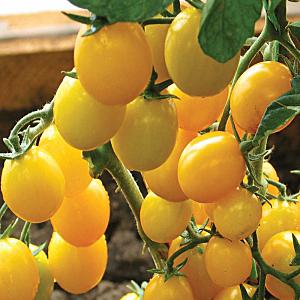 Miniature bushes with tomato crumbs - garden decoration: tomato Caramel and tips for growing it