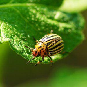 Miniature bushes with tomato crumbs - garden decoration: tomato Caramel and tips for growing it