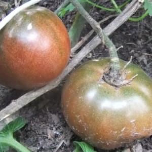A novelty from breeders, which managed to fall in love with gardeners - tomato Chocolate miracle: reviews and photos of the harvest