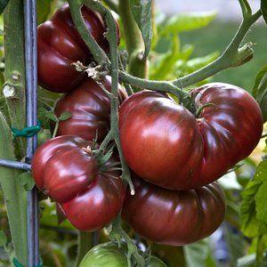 A novelty from breeders, which managed to fall in love with gardeners - tomato Chocolate miracle: reviews and photos of the harvest