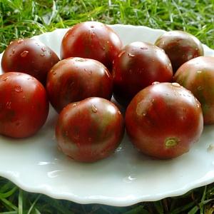 A novelty from breeders, which managed to fall in love with gardeners - tomato Chocolate miracle: reviews and photos of the harvest