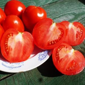 One of the sweetest greenhouse varieties - Alexander the Great tomato