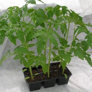 One of the sweetest greenhouse varieties - Alexander the Great tomato