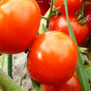 One of the sweetest greenhouse varieties - Alexander the Great tomato