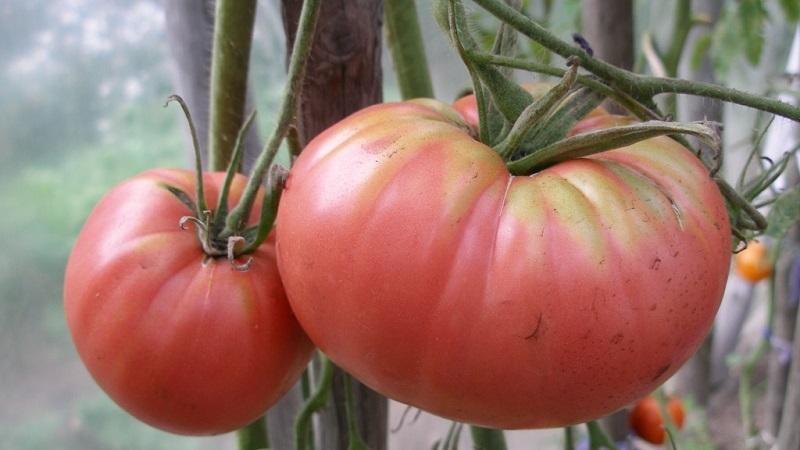 Advantages and disadvantages of Tsunami tomato, characteristics of fruits and subtleties of cultivation