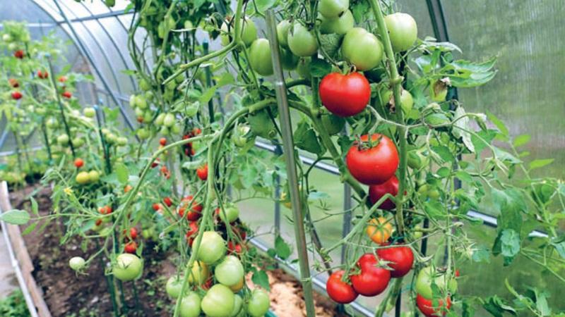 Advantages and disadvantages of Tsunami tomato, characteristics of fruits and subtleties of cultivation