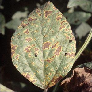 How to identify and get rid of tomato septoria disease: effective remedies and alternative methods of treatment
