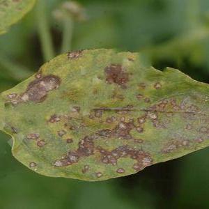 How to identify and get rid of tomato septoria disease: effective remedies and alternative methods of treatment