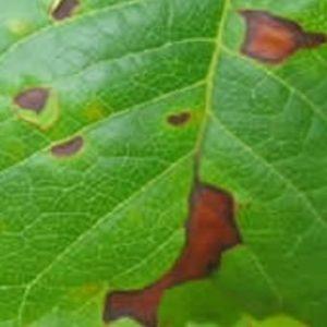 How to identify and get rid of tomato septoria disease: effective remedies and alternative methods of treatment