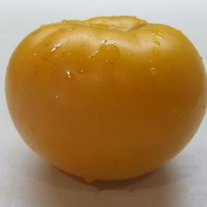 A beautiful person in your garden is the Golden Queen tomato: early ripe, bright and so adored by aesthetes summer residents