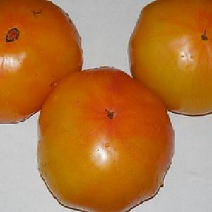 A beautiful person in your garden is the Golden Queen tomato: early ripe, bright and so adored by aesthetes summer residents