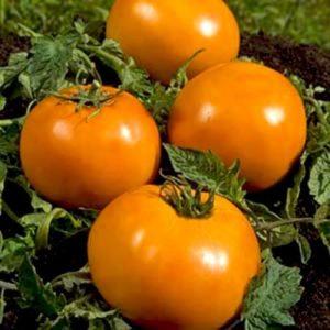 A beautiful person in your garden is the Golden Queen tomato: early ripe, bright and so adored by aesthetes summer residents