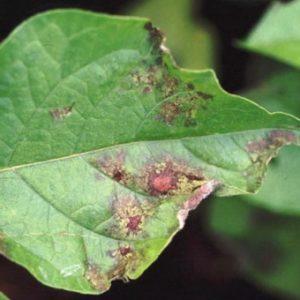 How and how to deal with late blight on tomatoes in a greenhouse: the best methods and reviews of gardeners